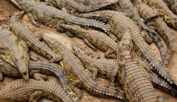Padenga scales down alligator business