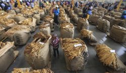 Tobacco rakes in US$239.4 million